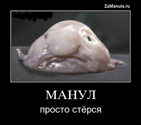 Манул просто стёрся Манул просто стёрся