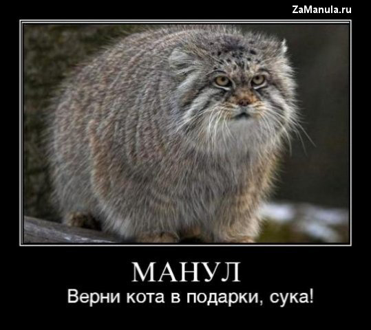 Верни кота в подарки! Верни кота в подарки!