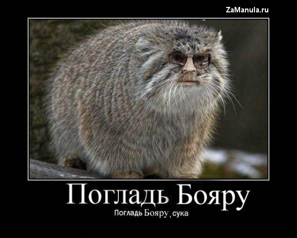 Погладь Бояру Погладь Бояру