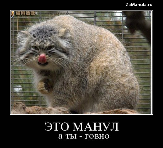Это манул Это манул
