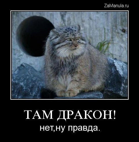 Там дракон! Там дракон!
