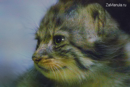 Маленький манул Маленький манул