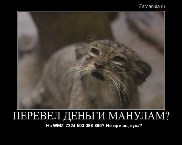 Перевел деньги манулам? Перевел деньги манулам?