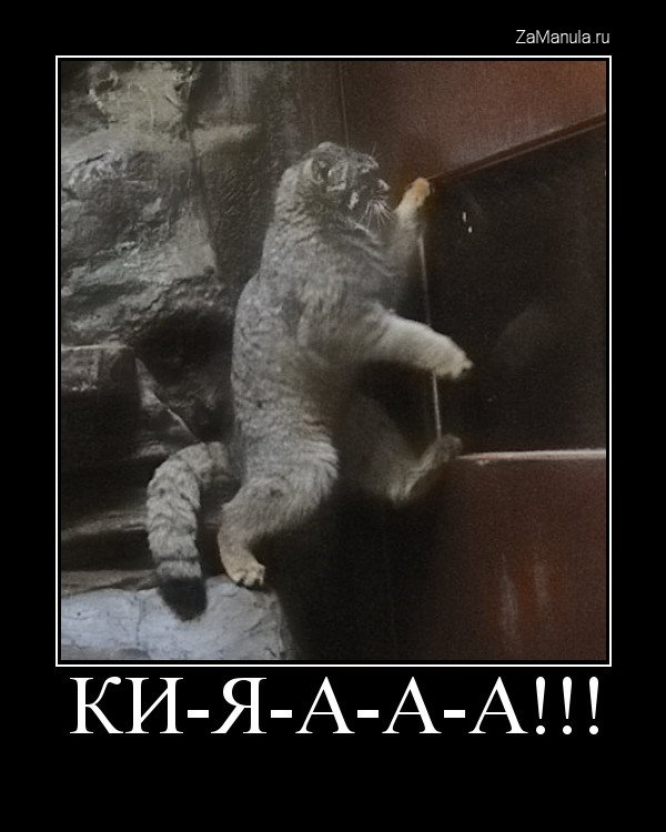 Ки-я-а-а-а!!! Ки-я-а-а-а!!!