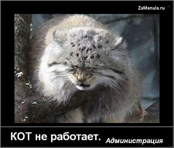 Кот не работает Кот не работает