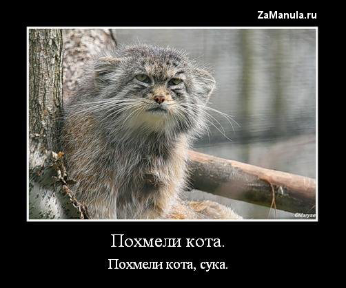 Похмели кота Похмели кота