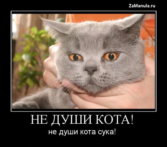 Не души кота Не души кота