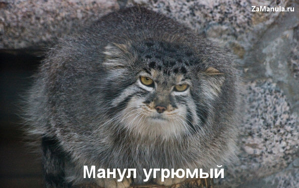 Манул угрюмый Манул угрюмый