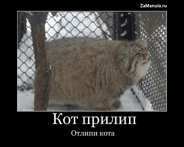 Отлипи кота Отлипи кота