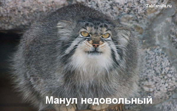 Манул недовольный Манул недовольный