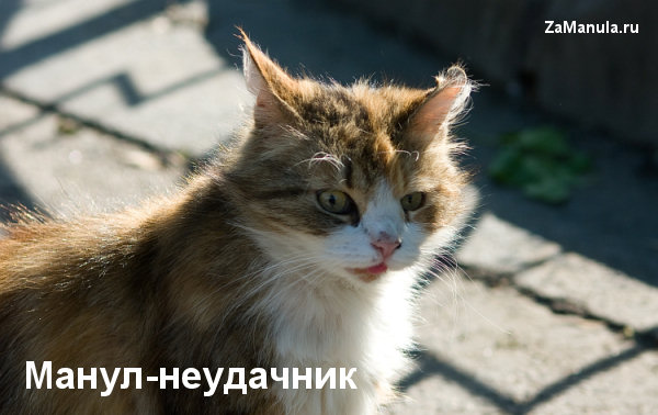 Манул-неудачник Манул-неудачник