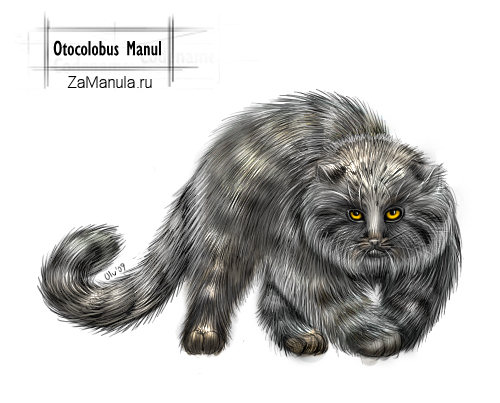 Otocolobus Manul Otocolobus Manul
