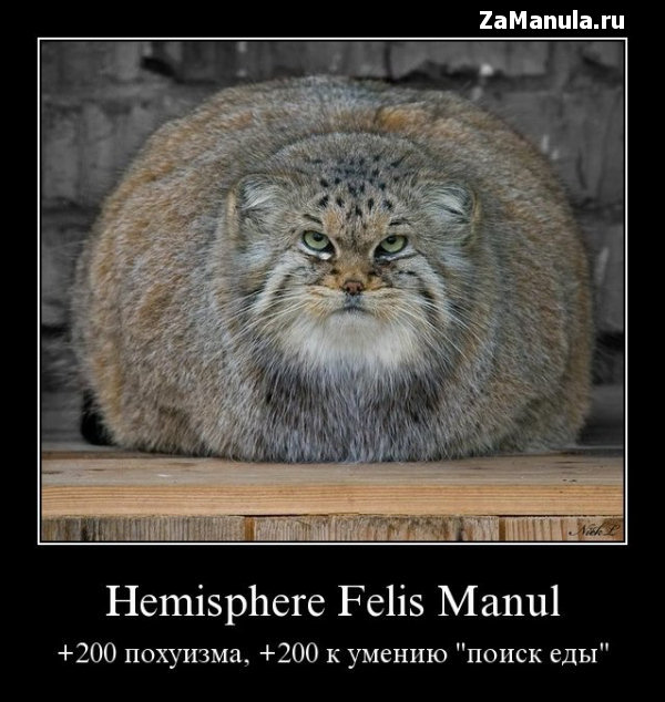 Hemisphere Felis Manul Hemisphere Felis Manul