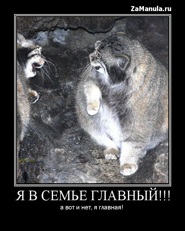 Я в семье главный! Я в семье главный!