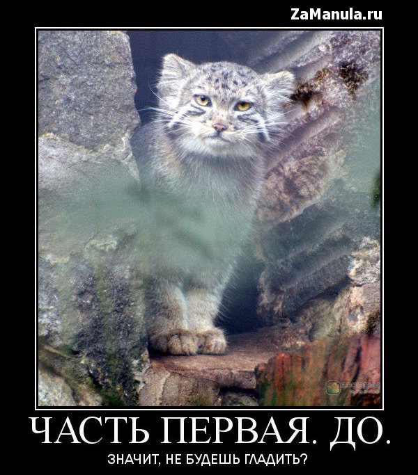 Значит, не будешь гладить? Значит, не будешь гладить?