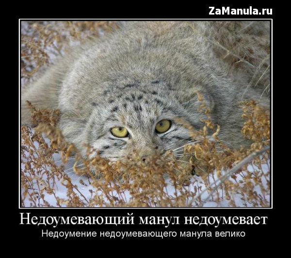 Недоумевающий манул недоумевает Недоумевающий манул недоумевает