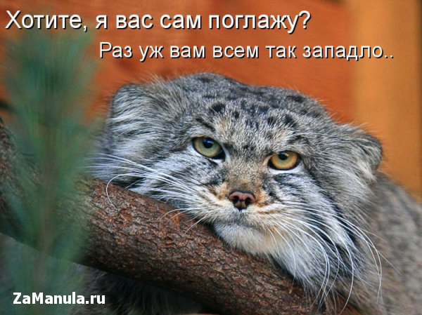 Хотите, я вас сам поглажу? Хотите, я вас сам поглажу?