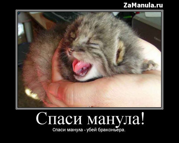 Спаси манула! Спаси манула!