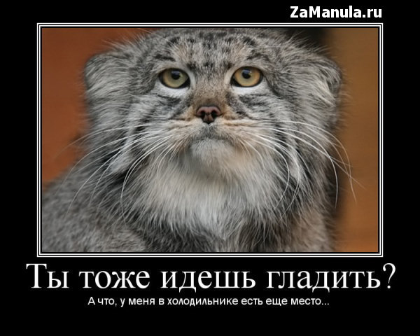 Ты тоже идёшь гладить? Ты тоже идёшь гладить?