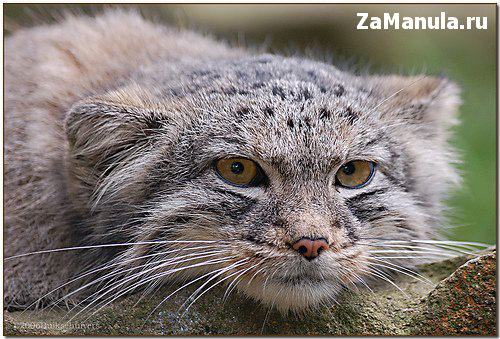 Думающий манул Думающий манул