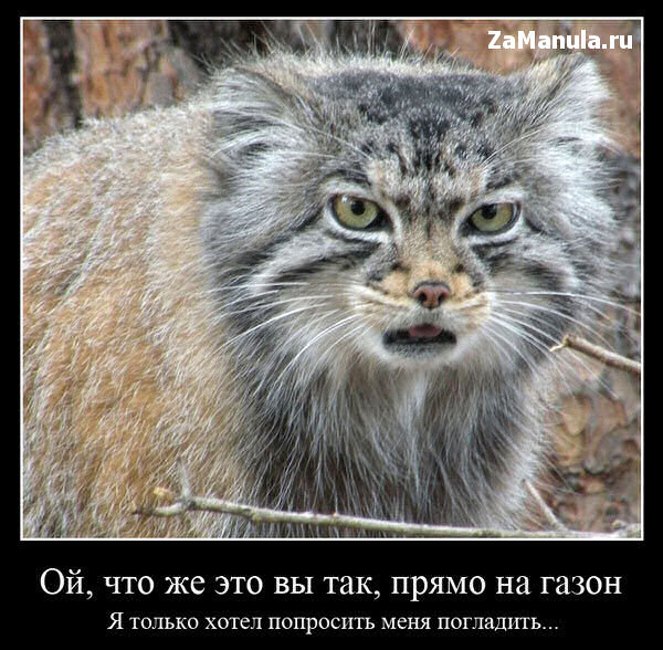 Зачем на газон?