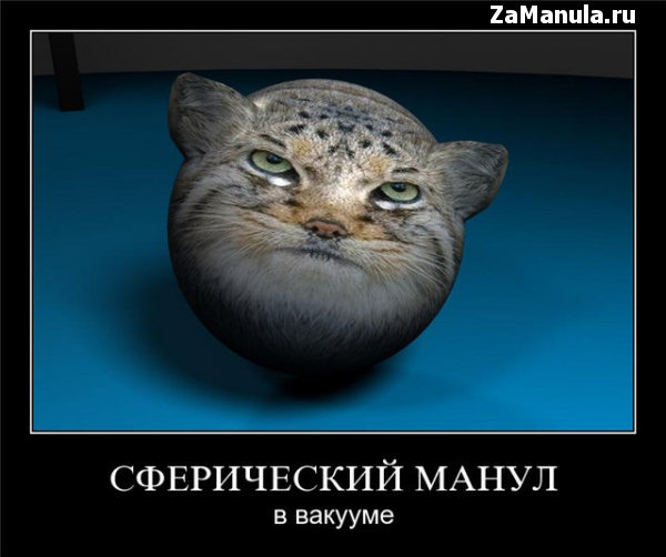 Сферический манул Сферический манул
