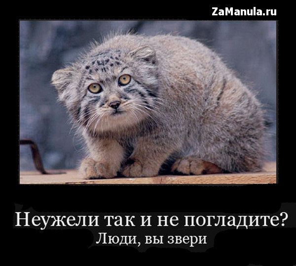 Неужели так и не погладите? Неужели так и не погладите?