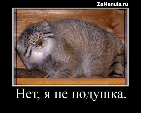 Нет, я не подушка Нет, я не подушка