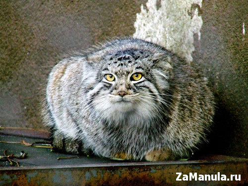 Сферическая манульчиха Сферическая манульчиха