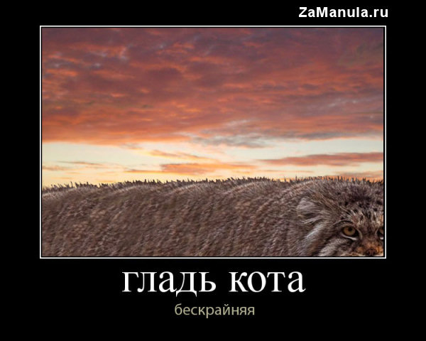 Гладь кота Гладь кота