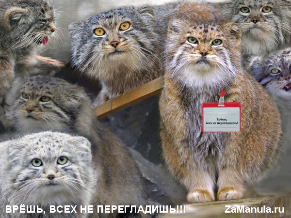 Врёшь, всех не перегладишь!!! Врёшь, всех не перегладишь!!!