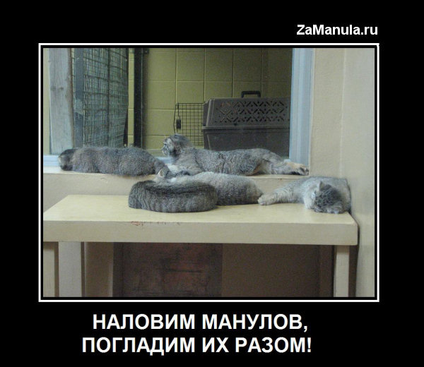 Наловим манулов, погладим их разом! Наловим манулов, погладим их разом!