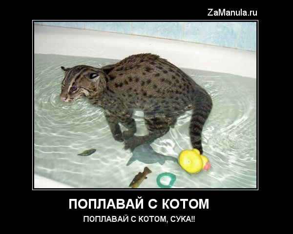 Поплавай с котом Поплавай с котом