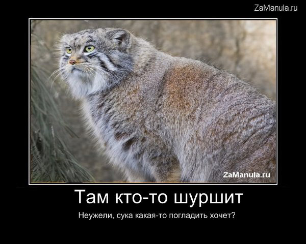 Там кто-то шуршит Там кто-то шуршит