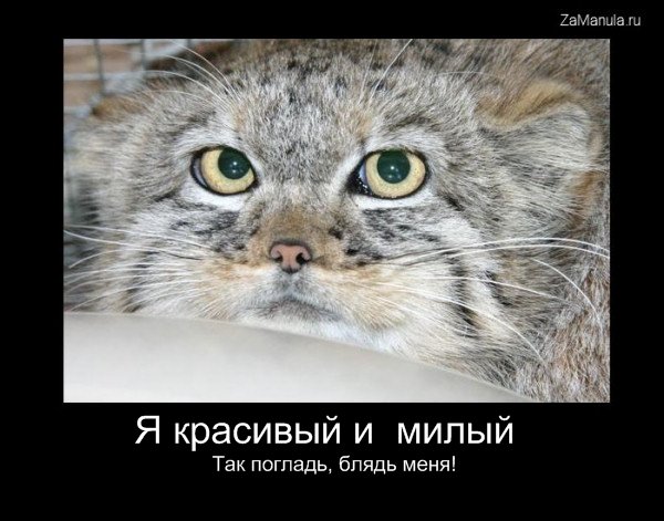Я красивый и милый Я красивый и милый
