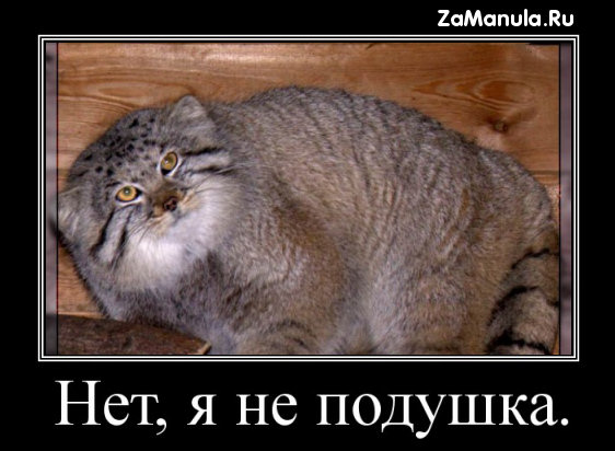 Нет, я не подушка Нет, я не подушка