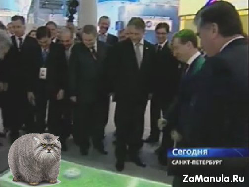 Манул в новостях Манул в новостях