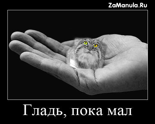 Гладь, пока мал Гладь, пока мал