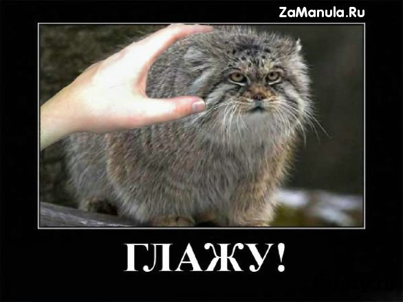 Глажу! Глажу!
