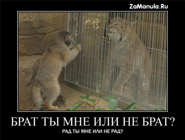 Брат ты мне или не брат? Брат ты мне или не брат?