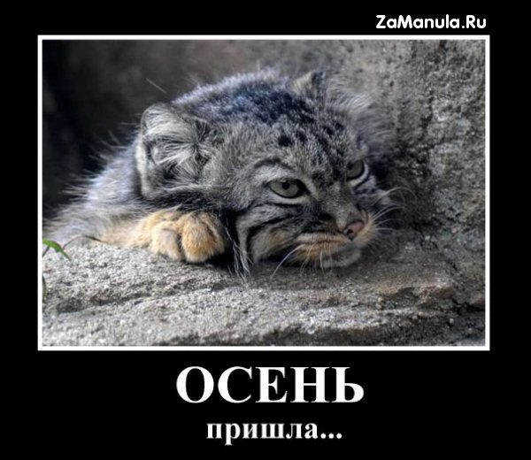Осень пришла... Осень пришла...