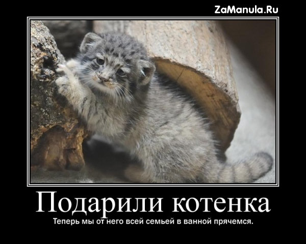 Подарили котенка Подарили котенка