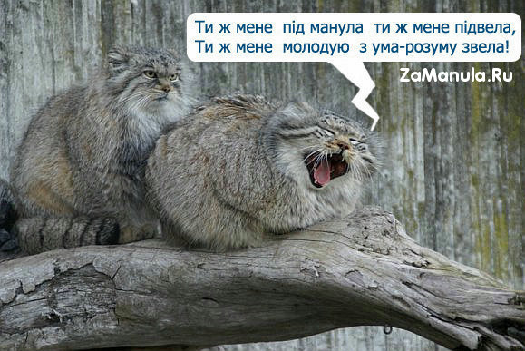 Ти ж мене пiд манула, ти ж мене пiдвела
