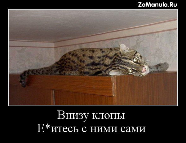 Внизу клопы Внизу клопы