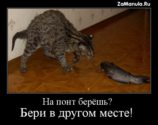На понт берёшь? На понт берёшь?