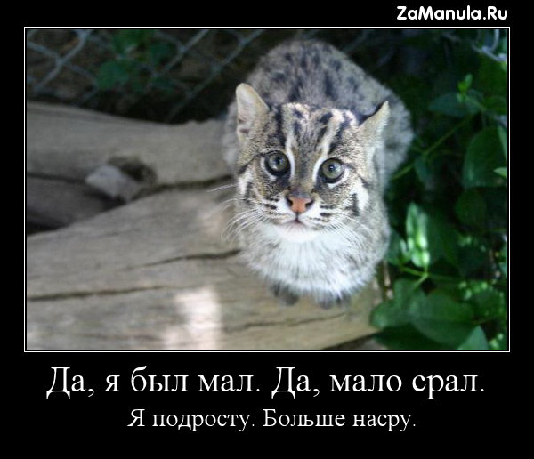 Да, я был мал. Да, я был мал.