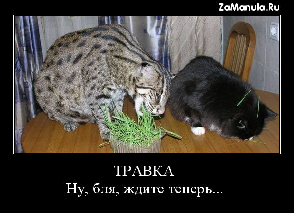 ТРАВКА ТРАВКА