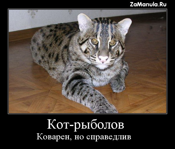 Коварен, но справедлив Коварен, но справедлив