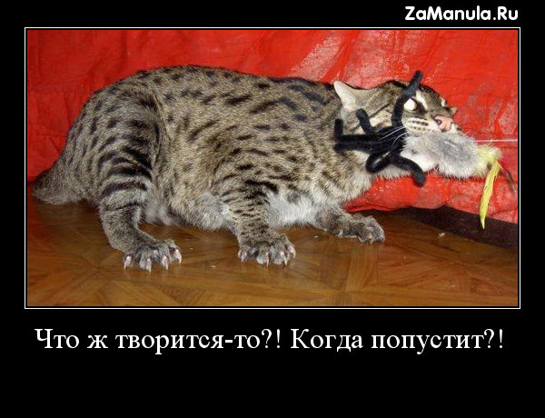 Что ж творится-то?! Когда попустит?! Что ж творится-то?! Когда попустит?!