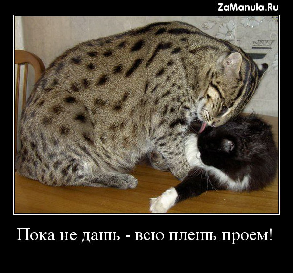 Пока не дашь - всю плешь проем! Пока не дашь - всю плешь проем!